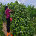 Especiarias secas por atacado e ervas com sabor de pimenta branca